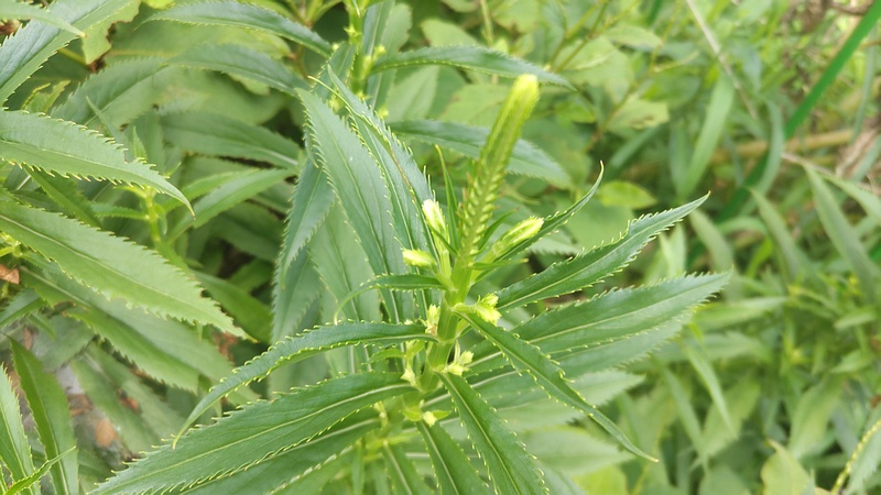 ハナトラノオの蕾 川崎市幸区さいわいふるさと公園