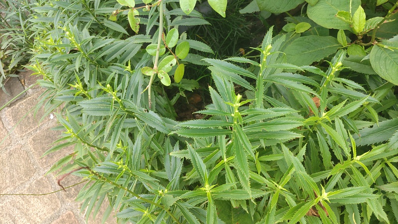 ハナトラノオの蕾 川崎市幸区さいわいふるさと公園