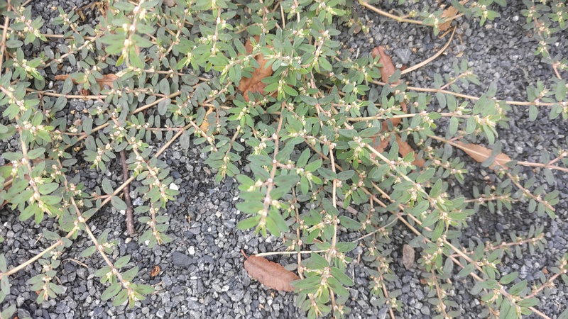 オオニシキソウの花 川崎市幸区さいわいふるさと公園