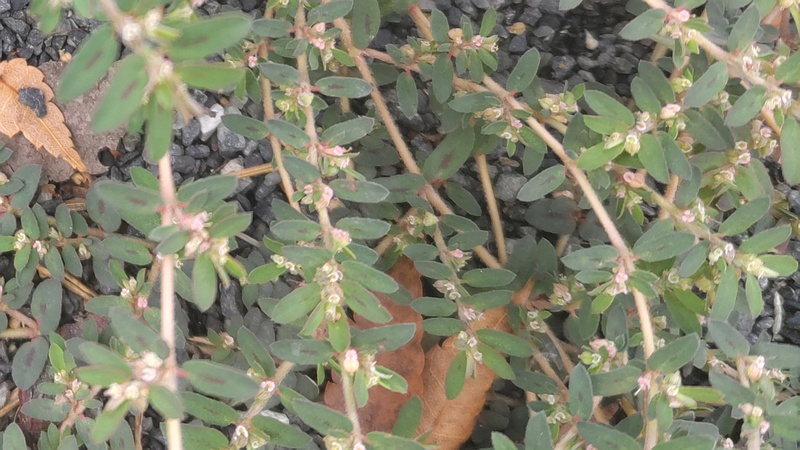 オオニシキソウの花 川崎市幸区さいわいふるさと公園