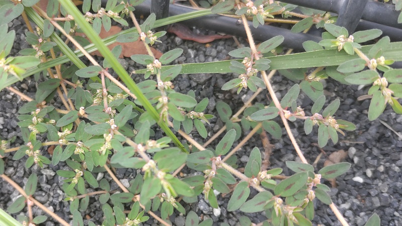 オオニシキソウの花 川崎市幸区さいわいふるさと公園