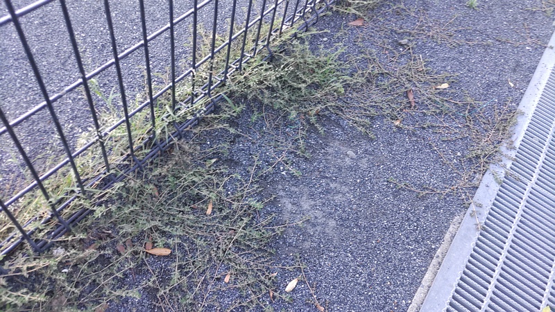 オオニシキソウの花 川崎市幸区さいわいふるさと公園