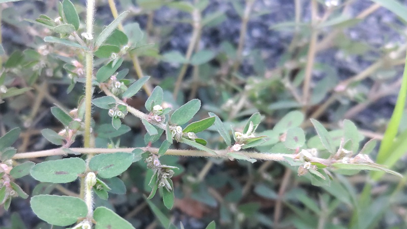 オオニシキソウの花 川崎市幸区さいわいふるさと公園