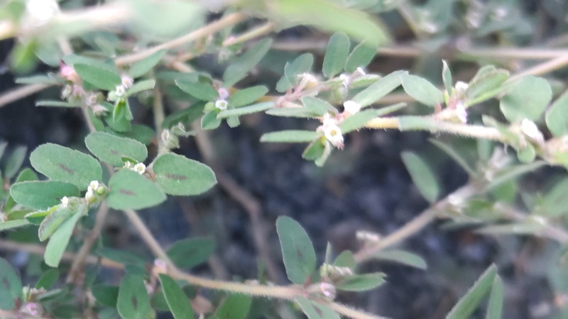 オオニシキソウの花 川崎市幸区さいわいふるさと公園