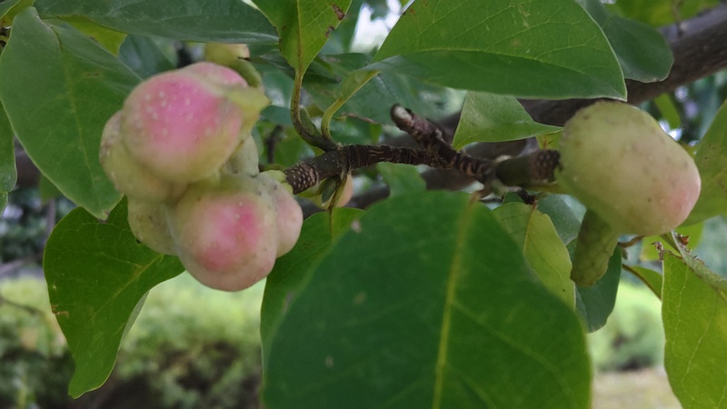 コブシの果実 川崎市幸区