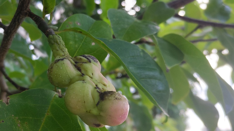 コブシの果実 川崎市幸区