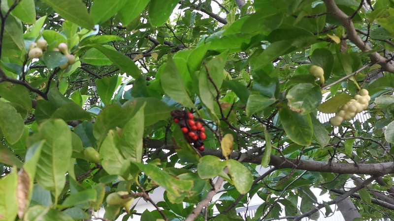 コブシの果実 川崎市幸区