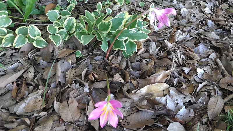サフランモドキの花 川崎市幸区さいわいふるさと公園