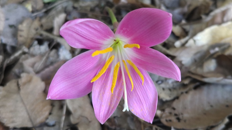 サフランモドキの花 川崎市幸区さいわいふるさと公園