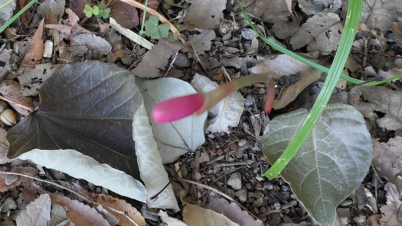 サフランモドキの蕾 川崎市幸区さいわいふるさと公園