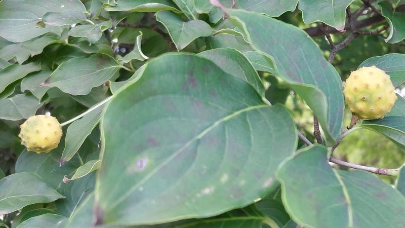 ヤマボウシの若い果実 川崎市幸区さいわいふるさと公園