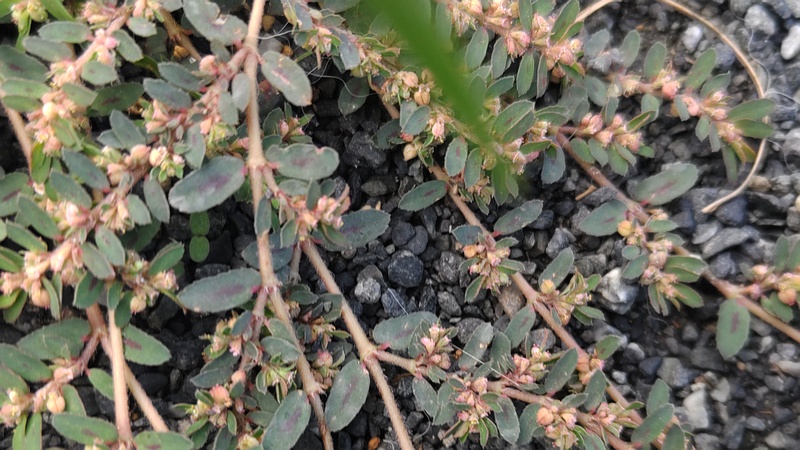 オオニシキソウの果実 川崎市幸区さいわいふるさと公園