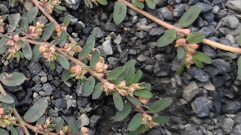 オオニシキソウの果実 川崎市幸区さいわいふるさと公園