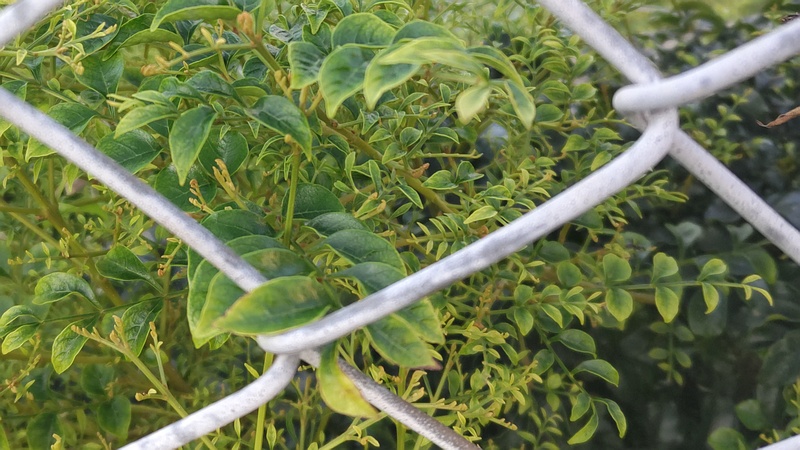 シマトネリコの幼木 川崎市幸区