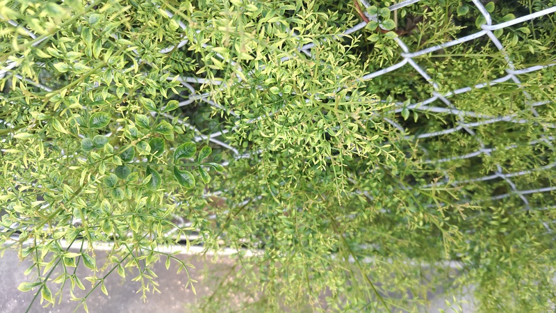 シマトネリコの幼木 川崎市幸区