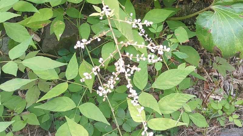 アレチヌスビトハギの花 横浜市旭区帷子川親水緑道