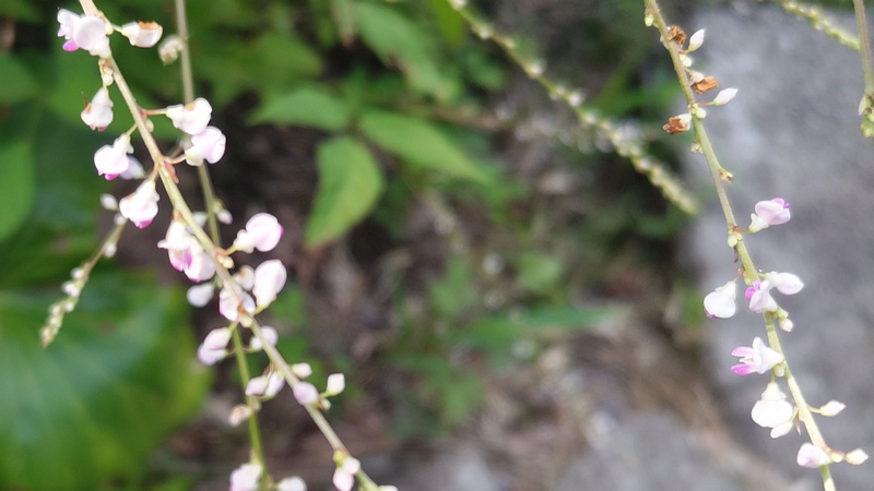 アレチヌスビトハギの花 横浜市旭区帷子川親水緑道