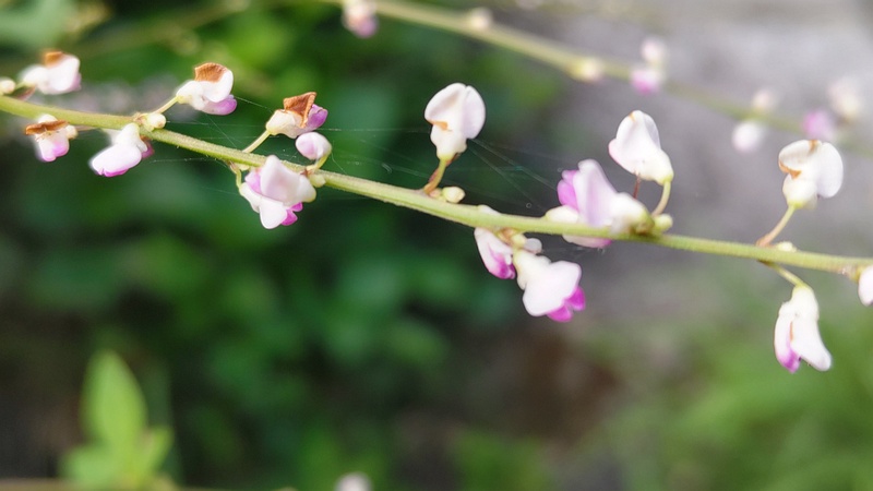 アレチヌスビトハギの花 横浜市旭区帷子川親水緑道