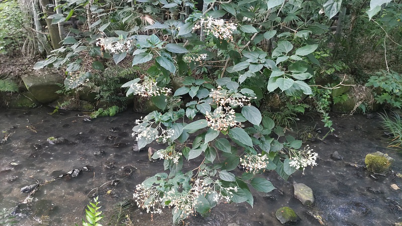 クサギの花 横浜市旭区帷子川親水緑道