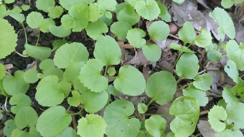 オオアラセイトウ 横浜市旭区帷子川親水緑道