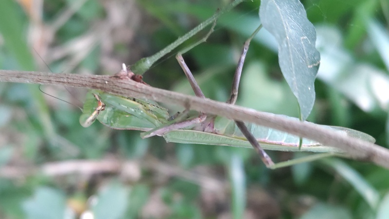 ハラビロカマキリ 横浜市旭区帷子川親水緑道