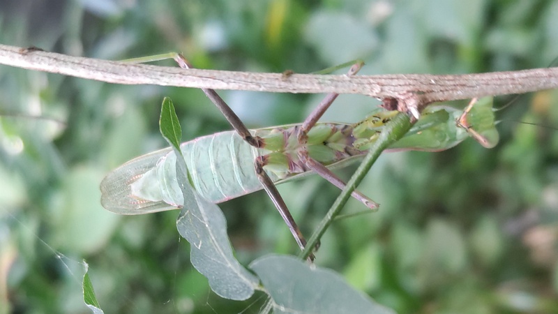 ハラビロカマキリ 横浜市旭区帷子川親水緑道