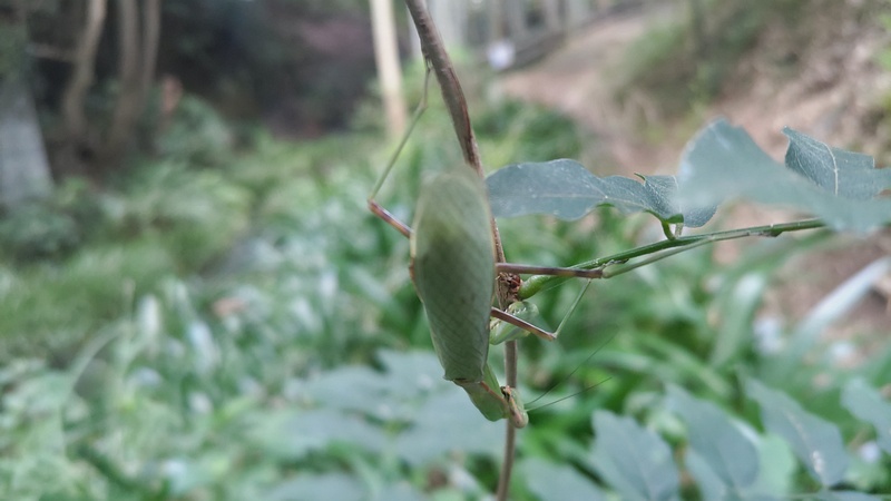 ハラビロカマキリ 横浜市旭区帷子川親水緑道