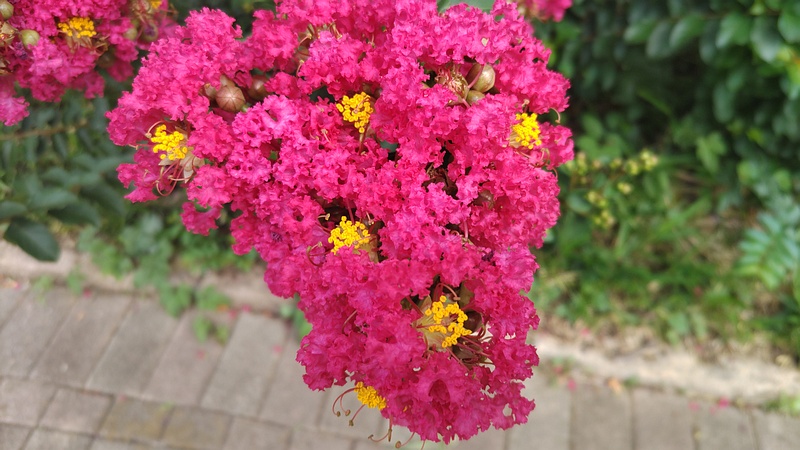 サルスベリの花 横浜市旭区鶴ヶ峰