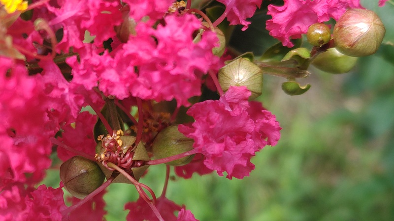 サルスベリの花 横浜市旭区鶴ヶ峰