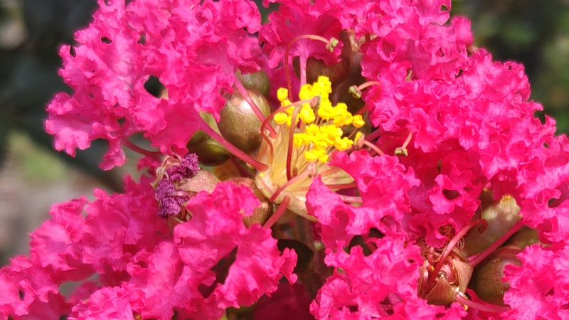 サルスベリの花 横浜市旭区鶴ヶ峰