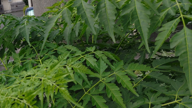 センダン 横浜市旭区鶴ヶ峰