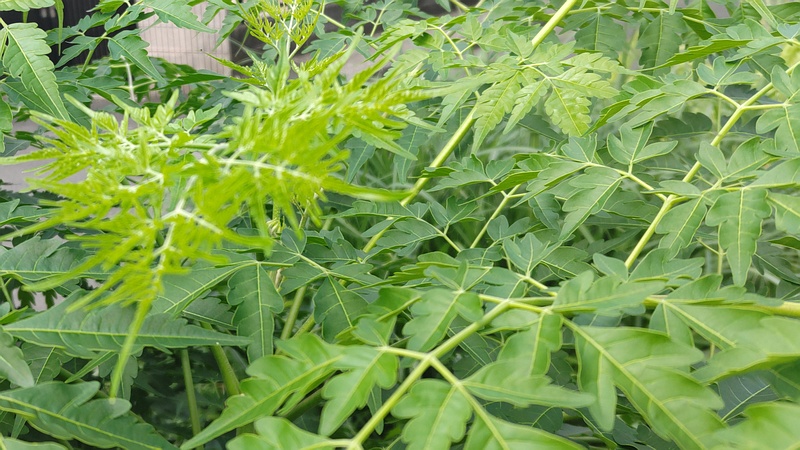 センダン 横浜市旭区鶴ヶ峰