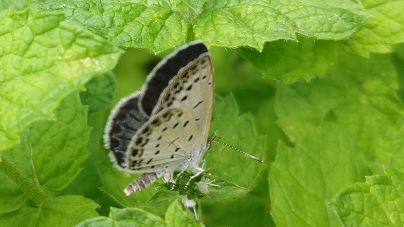 マルバハッカのヤマトシジミ♂ 横浜市旭区鶴ヶ峰鶴ヶ峰本町公園