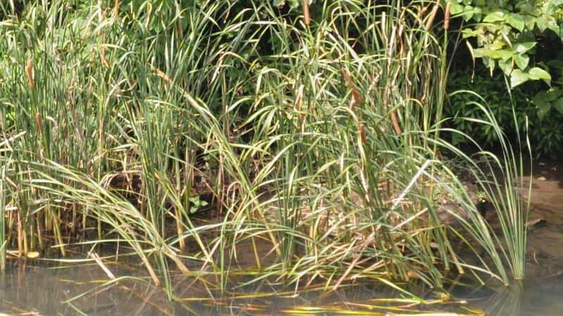 ヒメガマの穂 横浜市旭区鶴ヶ峰本町