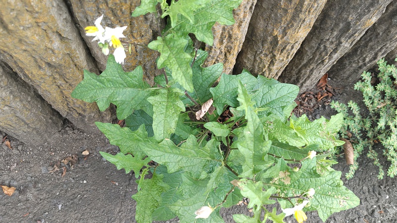 ワルナスビの花 横浜市旭区今宿東町
