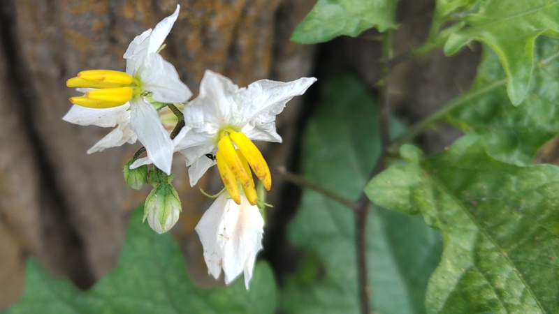 ワルナスビの花 横浜市旭区今宿東町