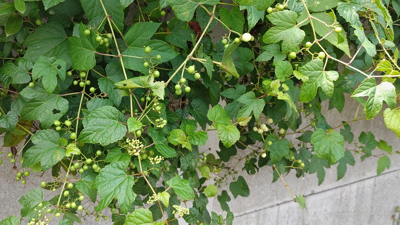 ノブドウの果実 横浜市旭区今宿南町
