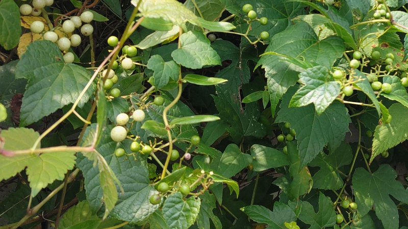 ノブドウの果実 横浜市旭区今宿南町