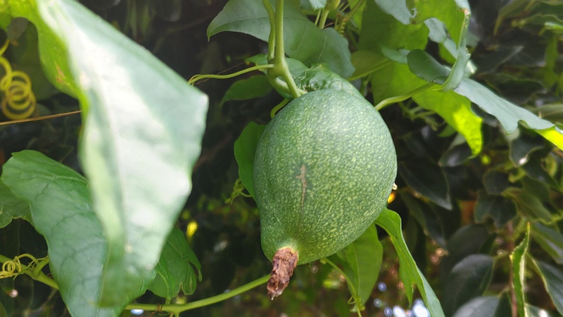キカラスウリの果実 横浜市旭区今宿南町