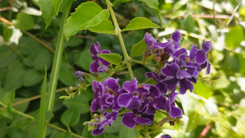 タイワンレンギョウの花 川崎市幸区さいわいふるさと公園