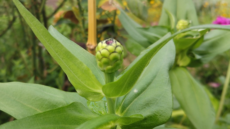 ヒャクニチソウの蕾 川崎市幸区さいわいふるさと公園