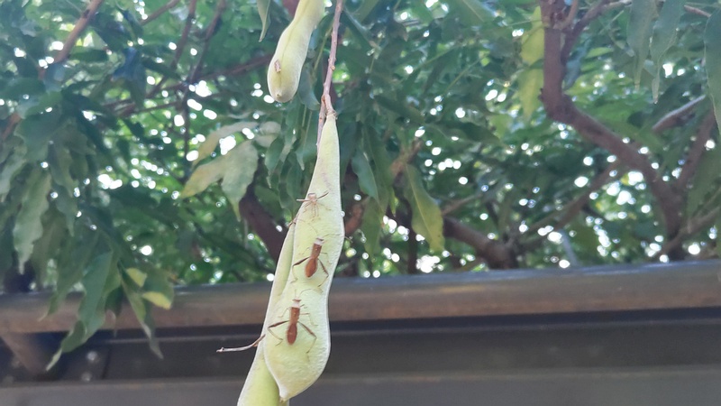 フジの果実のホソヘリカメムシ