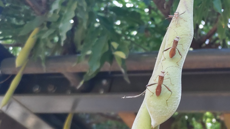 フジの果実のホソヘリカメムシ 川崎市幸区さいわいふるさと公園