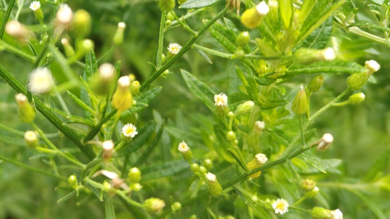 ヒメムカシヨモギの花 川崎市幸区さいわいふるさと公園