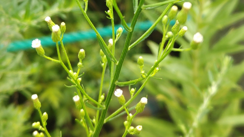 ヒメムカシヨモギの花 川崎市幸区さいわいふるさと公園