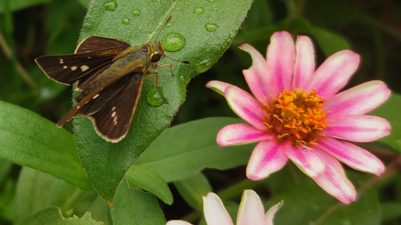 ヒャクニチソウの花とイチモンジセセリ 川崎市幸区さいわいふるさと公園