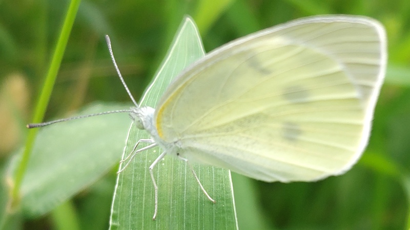 エノコログサのモンシロチョウ 川崎市幸区さいわいふるさと公園