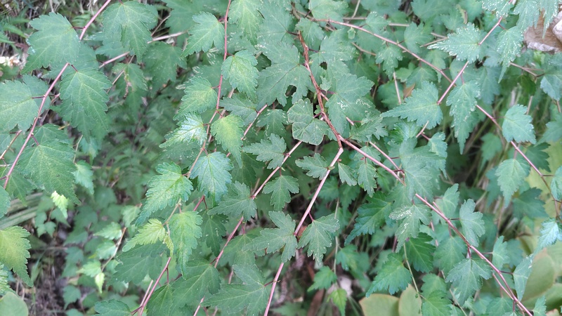 コゴメウツギ 横浜市旭区帷子川親水緑道