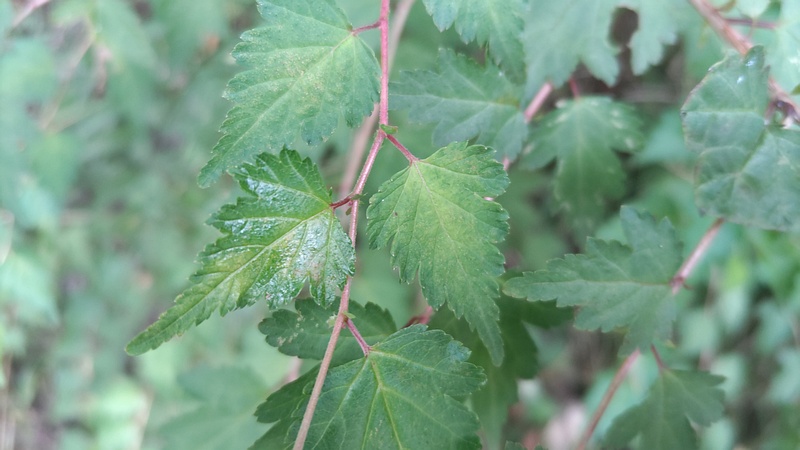 コゴメウツギ 横浜市旭区帷子川親水緑道