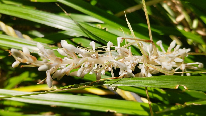 ノシランの花 横浜市旭区帷子川親水緑道